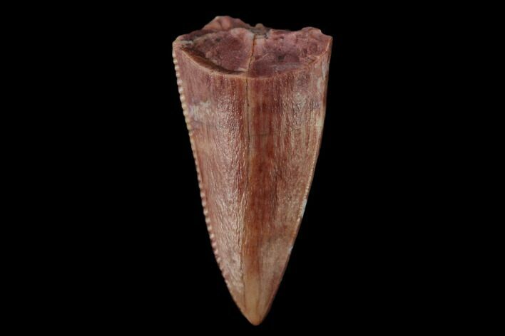 Serrated, Fossil Phytosaur Tooth - New Mexico #133314